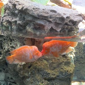 Meet your Posher, Xiang